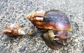 Yo soy un viejo de 72 años. Foto De Achatina Fulica O Caracol Gigante Africano Fuente Registro Download Scientific Diagram