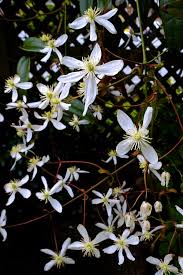 We did not find results for: Clematis Armandii Planting Pruning And Advice On Care For This Evergreen
