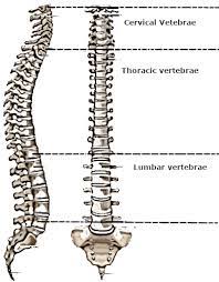 These vertebrae are arranged one above the other. Human Vertebral Column Download Scientific Diagram