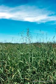 Image result for Urochloa arrecta