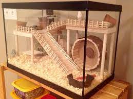 This can make them a less stressful option for more nervous owners when handling and playing with them. Sublime 21 The Best Hamster House You Can Create Now Https Meowlogy Com 2018 03 08 21 The Best Hamster House You Diy Hamster House Hamster Diy Hamster House