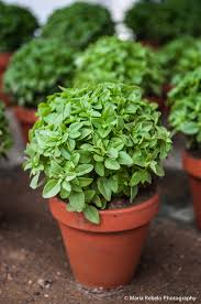 Enviar a mensagem por emailblogthis!partilhar no twitterpartilhar no facebookpartilhar no pinterest. Mangerico Salt Of Portugal