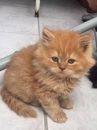 Select from hundreds of pet classifieds that will meet your preference. British Longhair Cats For Sale Los Angeles Ca 277003