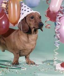 Lots of balloons flying to the sky on anyone's a lush bouquet of pink roses in the neon lights. 160 Dachshund Birthdays Ideas Dachshund Birthday Dachshund Dachshund Dog