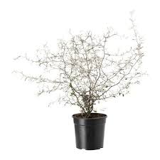 Corokia Pflanze 13 Cm Ikea Deutschland Plants Potted Plants Easy Care Plants