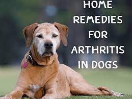 Diese 8 essen können ihren gelenken schaden. Arthritis In Dogs Natural Home Remedies For Joint Pain Pethelpful