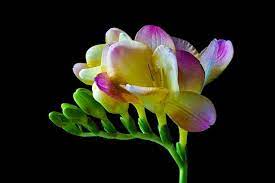 Free Image On Pixabay Freesia Flower Blossom Bloom Flowers Name In English Freesia Flowers Beautiful Flowers Pictures