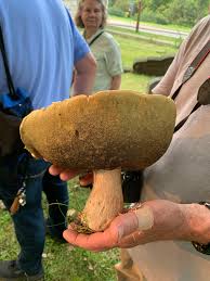 Image result for Boletus variipes