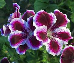 Pelargonium sidoides is an herb that has been used in traditional medicine in south africa for centuries to treat infectious respiratory disease, dysentery, and diarrhea. Meet 4 Varieties Of Pelargonium Gardening On