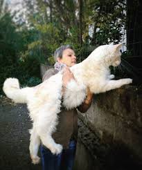 Pet breeder in stawell, victoria. Pin On Cats