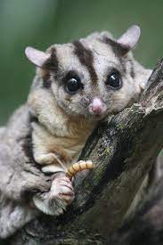 Free Image On Pixabay Squirrel Glider Marsupial In 2020 Squirrel Glider Marsupial Animal Pictures