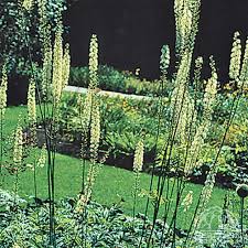 Image result for Bambekea racemosa