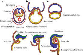Cardiovascular System Embryology And Development Springerlink