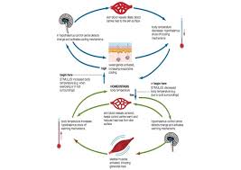 Feedback Mechanisms Welcome To Biology
