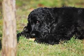 Resource Guarding In Dogs Definition Signs And Solutions