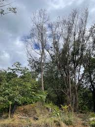 Image result for Eucalyptus robusta