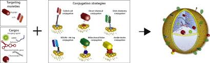 The word ligand is from latin, which means tie or bind. Ligand Targeted Theranostic Nanomedicines Against Cancer Sciencedirect