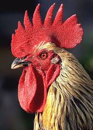 Pin Von Ria Auf Plus In 2020 Huhner Und Hahne Vogel Als Haustiere Huhn Bild