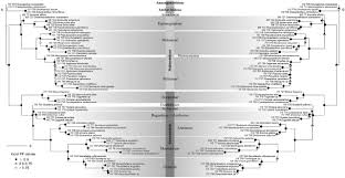 Image result for Polyceratocarpus