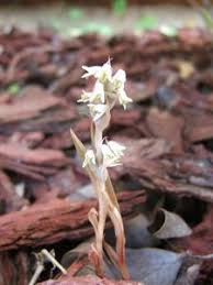 Image result for Zeuxine elongata