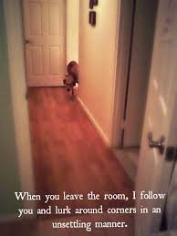 I Always Feel Like Somebody S Watching Me Dog Shaming Somebody S Watching Me Animal Shaming