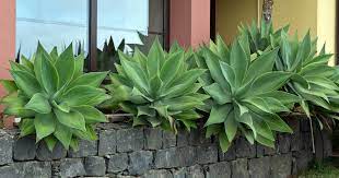 Blue agave plants are known in part for their striking appearance. Agave Attenuata Care Learn To Grow The Fox Tail Agave