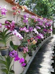 58 Small Backyard Landscaping Ideas On A Budget 39 Solnet Sy Com Backyard Plants Plants Small Backyard Landscaping