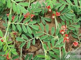 Image result for Indigofera lydenburgensis