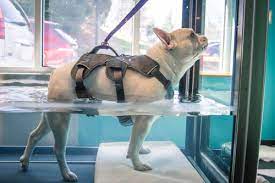 All pets animal hospital & rehabilitation center, asheville, north carolina. All Pets Animal Hospital And Rehabilitation Center Asheville Nc 28804 Our Services Physical Rehabilitation