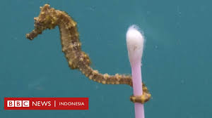 Oleh karena itu, menarik untuk kita bahas kisah mengenai hero bane di mobile legends. Video Viral Sampah Laut Tujuh Hal Yang Harus Anda Ketahui Dan Apa Solusinya Bbc News Indonesia