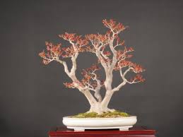 Dwarf crape myrtle makes an excellent bonsai due to its exquisite branch formation and the contrast of the red upon silver of the peeling bark. 22 Best Trees For Bonsai Best Bonsai Plants Balcony Garden Web