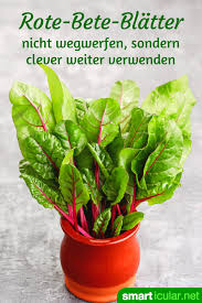 Rote Bete Blatter Aufessen Statt Wegwerfen 3 Leckere Rezepte Rezept Rote Beete Leckere Rezepte Rote Bete