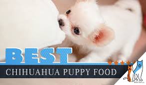 The 9 Best Chihuahua Puppy Foods With Our 2019 Most