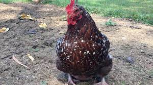 Check spelling or type a new query. Something Is Wrong With My Chicken Youtube