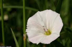 Image result for Convolvulus arvensis