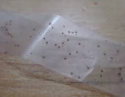 Bugs That Look Like Poppy Seeds