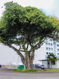 Image result for Ficus virens