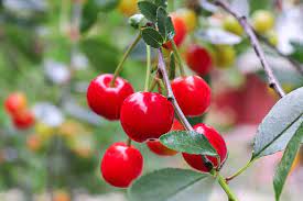 A conveyor then takes the michigan has about 3.8 million tart cherry trees and about 0.5 million sweet cherry trees. All About Montmorency Cherry Trees Minnetonka Orchards
