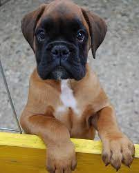 Marvelous Boxer Dog Illustration Baby Boxer Puppies Cute Boxer Puppies Boxer Puppies