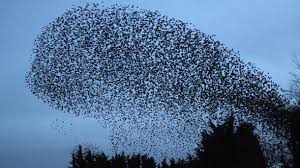We did not find results for: Star Uber Den Anpassungsfahigen Vogel