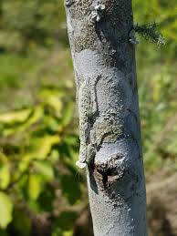 Image result for Celtis mildbraedii