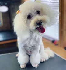 Introduction of new dog groomer in Santa Fe with discount offer