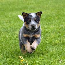 Akc blue merle male australian shepherd dog. Blue Heeler Puppies For Sale Near Me Online Shopping