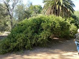 Image result for Maytenus