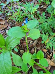 Image result for Commelina nyasensis