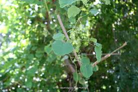 Image result for Cissampelos