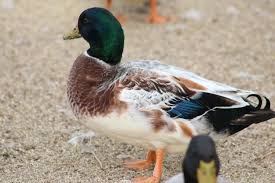 Maybe you would like to learn more about one of these? Miniature Silver Appleyard Duck Creek Farm