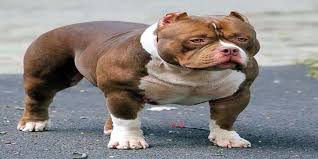 Check spelling or type a new query. Bulldog Pitbull Mix Facts