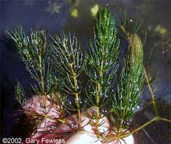 Image result for Ceratophyllum demersum