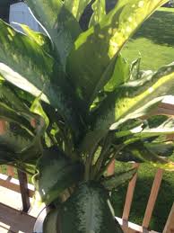 Dumb Cane Or Chinese Evergreen Dieffenbachia Or Aglaonema This Appears To Be A Dieffenbachia Or Chinese Evergreen We Plants Chinese Evergreen Plant Leaves